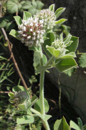 Lotus rectus \ Aufrechter Backenklee / Erect Canary Clover, F Mouries 9.6.2006