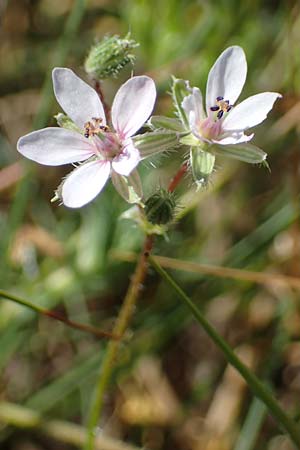 Erodium ciconium \ Groer Reiherschnabel / Common Stork's-Bill, F Camargue,  Salin-de-Giraud 3.5.2023
