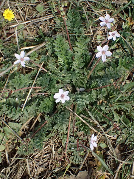 Erodium cicutarium \ Gewhnlicher Reiherschnabel, F Simiane-la-Rotonde 16.3.2024