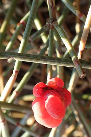 Ephedra distachya \ Gewhnliches Meertrubel / Joint Pine, F Canet-en-Roussillon 11.8.2018