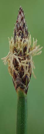 Eleocharis palustris agg. \ Gew�hnliche Sumpfbinse, Gemeine Sumpfsimse / Common Spike Rush, F Sermoyer 4.5.2023