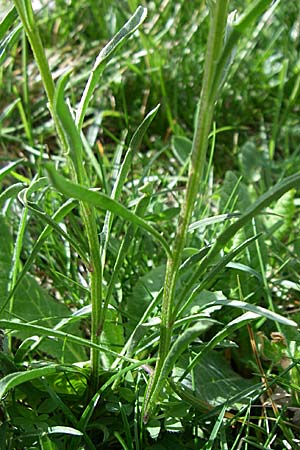 Erysimum seipkae \ Pyren�en-Sch�terich, F Pyren&auml;en, Eyne 25.6.2008