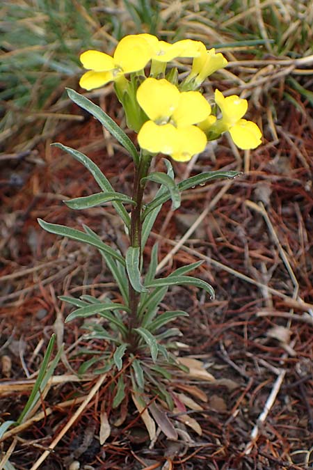 Erysimum jugicola ? \ Piemonteser Sch�terich, F L'Authion 1.5.2023