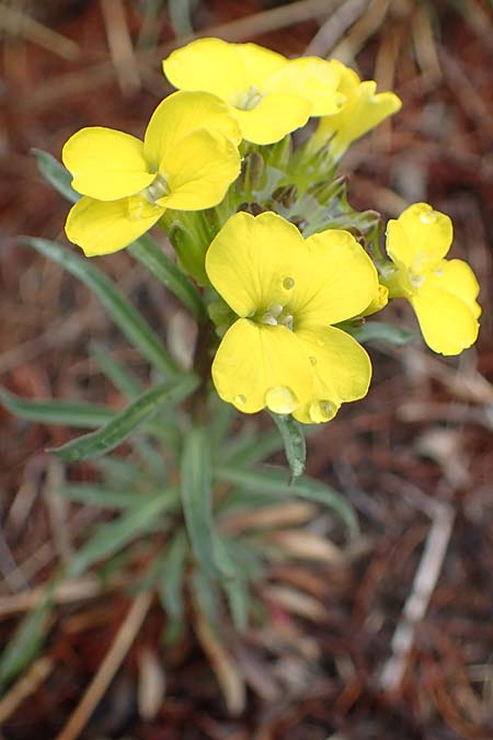 Erysimum jugicola ? \ Piemonteser Sch�terich, F L'Authion 1.5.2023