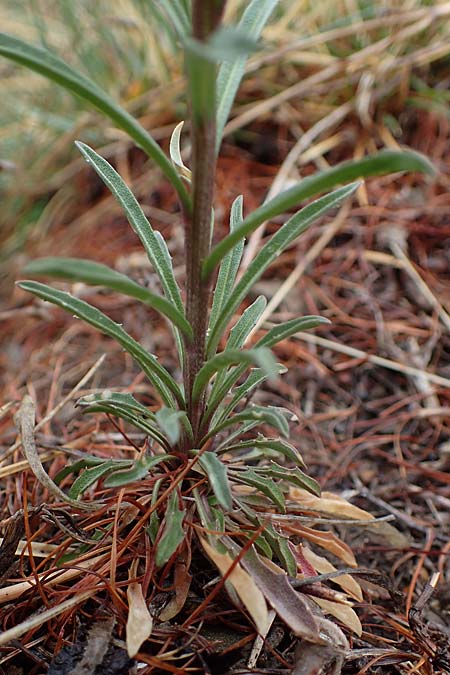 Erysimum jugicola ? \ Piemonteser Sch�terich, F L'Authion 1.5.2023