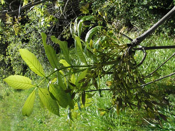 Fraxinus excelsior \ Gewhnliche Esche, F Castellane 12.5.2007