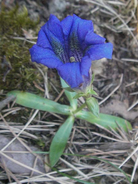 Gentiana angustifolia \ Schmalblttriger Enzian / Narrow-Leaved Gentian, F Serres 10.6.2006
