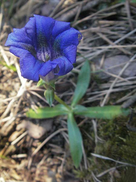 Gentiana angustifolia \ Schmalblttriger Enzian / Narrow-Leaved Gentian, F Serres 10.6.2006