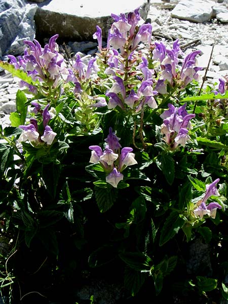 Scutellaria alpina \ Alpen-Helmkraut / Alpine Skullcap, F Pyren&auml;en/Pyrenees, Eyne, Museum-Garden 26.6.2008