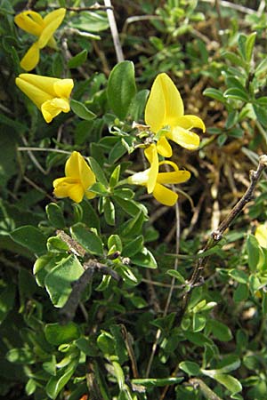 Genista pilosa \ Heide-Ginster, Behaarter Ginster, F Elsass, Westhalten 28.4.2007
