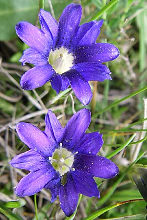 Gentiana pyrenaica \ Pyrenen-Enzian / Pyrenean Gentian, F Pyrenäen/Pyrenees, Eyne 24.6.2008