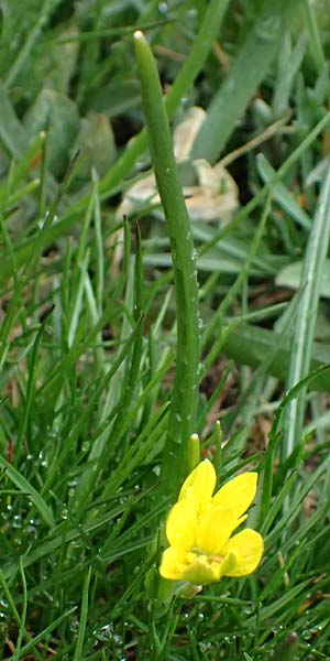 Gagea fragifera \ Rhriger Gelbstern, Alpen-Gelbstern, F Queyras, Fontgillarde 30.4.2023