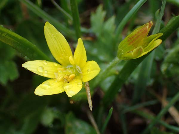 Gagea fragifera \ Rhriger Gelbstern, Alpen-Gelbstern, F Queyras, Fontgillarde 30.4.2023