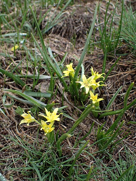 Gagea fragifera \ Rhriger Gelbstern, Alpen-Gelbstern, F Queyras, Fontgillarde 30.4.2023