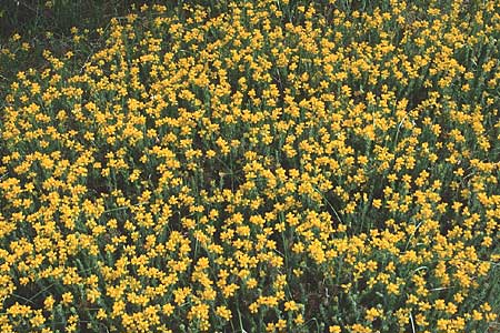 Genista hispanica \ Spanischer Ginster, F Mont S.  Victoire 20.5.1990