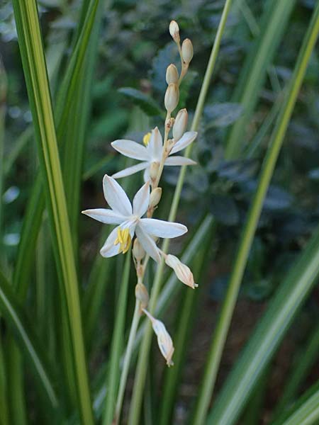 Chlorophytum comosum / Spider Plant, St Bernard's Lily, F Metz 13.8.2026