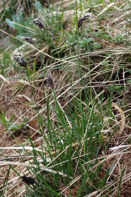 Sesleria caerulea \ Kalk-Blaugras / Moor Grass, F Col de Gleize 29.4.2023