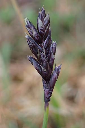 Sesleria caerulea \ Kalk-Blaugras / Moor Grass, F Col de Gleize 29.4.2023