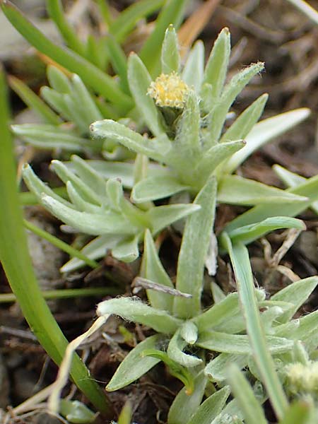 Gnaphalium supinum \ Zwerg-Ruhrkraut / Dwarf Cudweed, F Col de la Bonette 8.7.2016