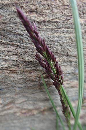 Poa laxa \ Schlaffes Rispengras / Flaccid Grass, F Pyrenäen/Pyrenees, Puigmal 1.8.2018