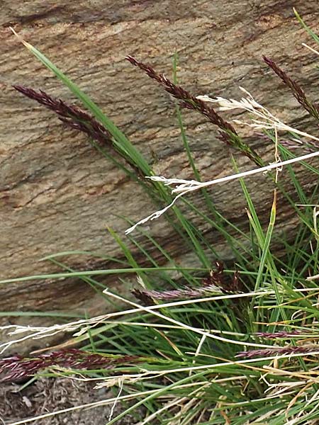 Poa laxa \ Schlaffes Rispengras / Flaccid Grass, F Pyrenäen/Pyrenees, Puigmal 1.8.2018