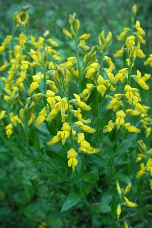 Genista germanica \ Deutscher Ginster / German Broom, F Allevard 11.6.2006