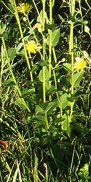 Hieracium sabaudum subsp. vagum \ Unbestndiges Savoyer Habichtskraut / Glabrous-Headed Hawkweed, F Auvergne Donjon 27.8.2011