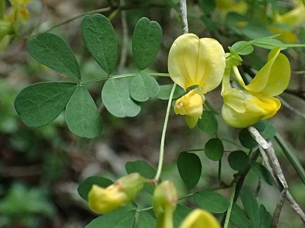 Hippocrepis emerus \ Strauchwicke, F Tende 17.5.2026