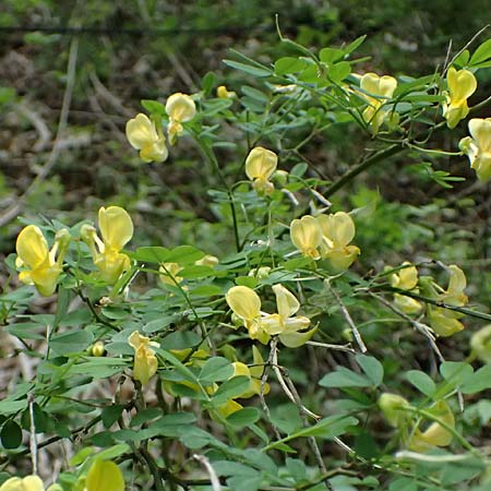 Hippocrepis emerus \ Strauchwicke, F Tende 17.5.2026