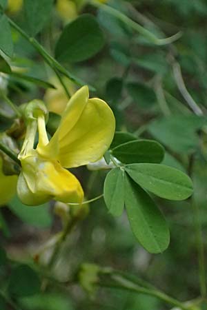 Hippocrepis emerus \ Strauchwicke, F Tende 17.5.2026