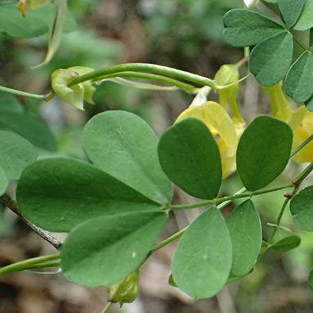 Hippocrepis emerus \ Strauchwicke, F Tende 17.5.2026