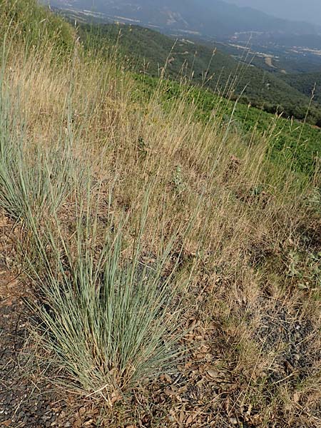 Hyparrhenia hirta \ Behaartes Kahngras / Thatching Grass, Coolatai Grass, F Pyrenäen/Pyrenees, Céret 26.7.2018