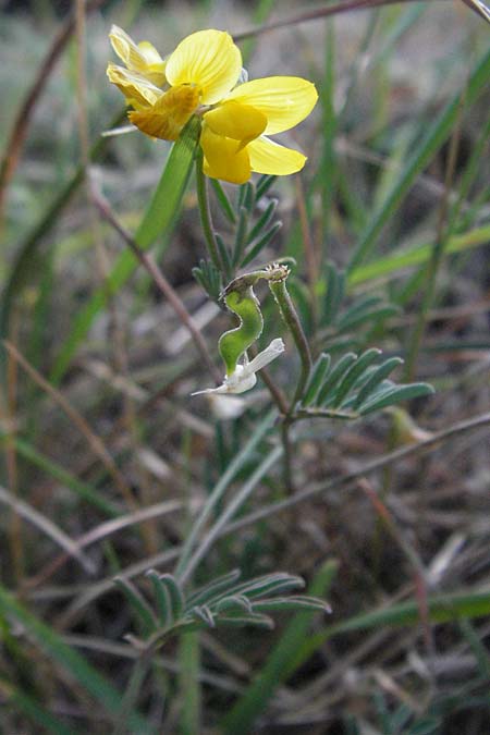 Hippocrepis glauca \ Blaugrner Hufeisenklee / Bluegreen Horseshoe Vetch, F Les Baux 10.6.2006