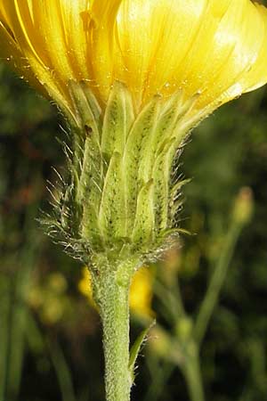 Hieracium sabaudum subsp. vagum \ Unbestndiges Savoyer Habichtskraut / Glabrous-Headed Hawkweed, F Auvergne Donjon 27.8.2011