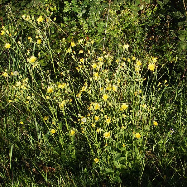 Hieracium sabaudum subsp. vagum \ Unbestndiges Savoyer Habichtskraut / Glabrous-Headed Hawkweed, F Auvergne Donjon 27.8.2011