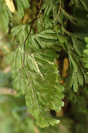 Hymenophyllum tunbrigense \ Englischer Hautfarn / Tunbridge Filmy Fern, F Turquestein-Blancrupt 5.6.2018