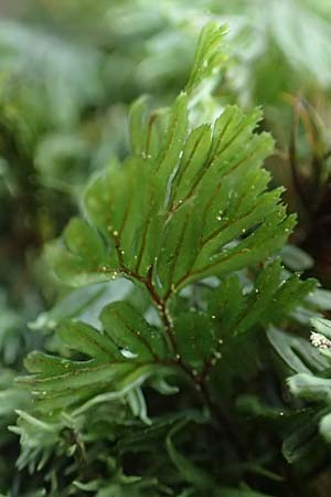 Hymenophyllum tunbrigense \ Englischer Hautfarn / Tunbridge Filmy Fern, F Turquestein-Blancrupt 5.6.2018