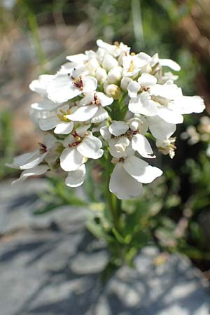 Iberis sempervirens \ Immergrne Schleifenblume / Perennial Candytuft, European Candytuft, F Pyrenäen/Pyrenees, Eyne 4.8.2018