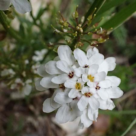Iberis sempervirens \ Immergr�ne Schleifenblume, F Tende 17.5.2026