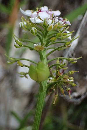 Iberis sempervirens \ Immergr�ne Schleifenblume, F Tende 17.5.2026