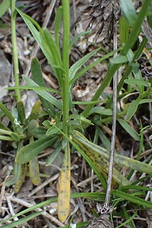 Iberis sempervirens \ Immergr�ne Schleifenblume, F Tende 17.5.2026