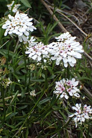 Iberis sempervirens \ Immergr�ne Schleifenblume, F Tende 17.5.2026