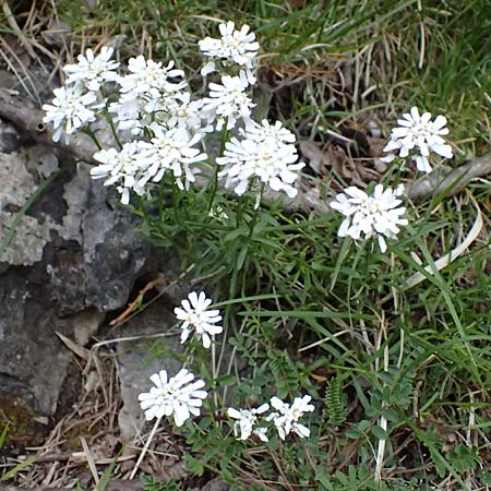Iberis sempervirens \ Immergr�ne Schleifenblume, F Tende 17.5.2026