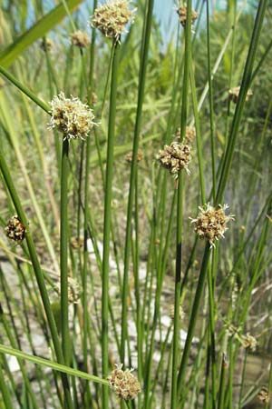 Scirpoides holoschoenus \ Kugelbinse, F S. Gilles 7.6.2006