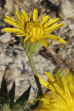 Crepis foetida / Stinking Hawk's-Beard, F St. Martin-de-Crau 9.6.2006