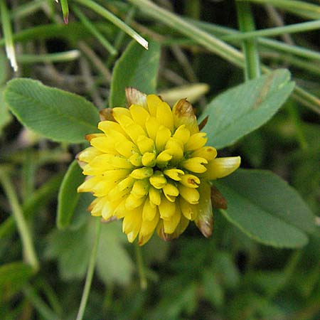 Trifolium badium \ Braun-Klee / Brown Clover, F Pyrenäen/Pyrenees, Eyne 9.8.2006