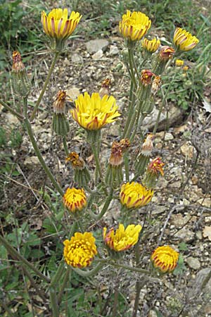 Crepis taraxicifolia / Beaked Hawk's-Beard, F Pyrenees, Olette 14.5.2007