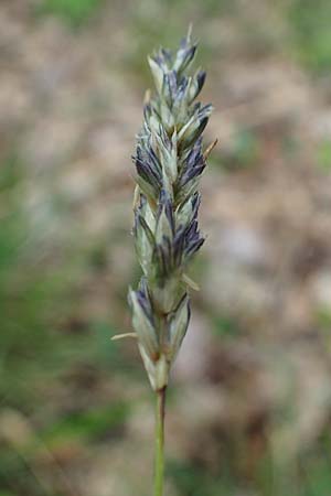 Sesleria caerulea \ Kalk-Blaugras / Moor Grass, F Dijon 28.4.2023