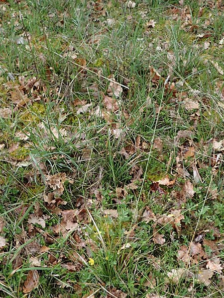 Sesleria caerulea \ Kalk-Blaugras / Moor Grass, F Dijon 28.4.2023