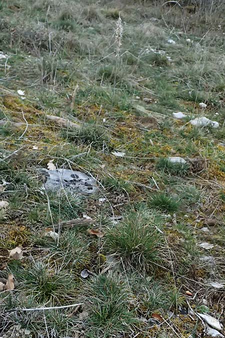 Koeleria vallesiana \ Walliser Kammschmiele, F Dijon 17.3.2024